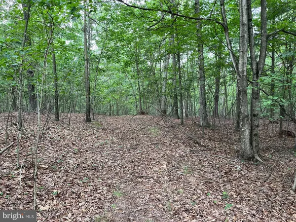 a view of a forest with trees in the background