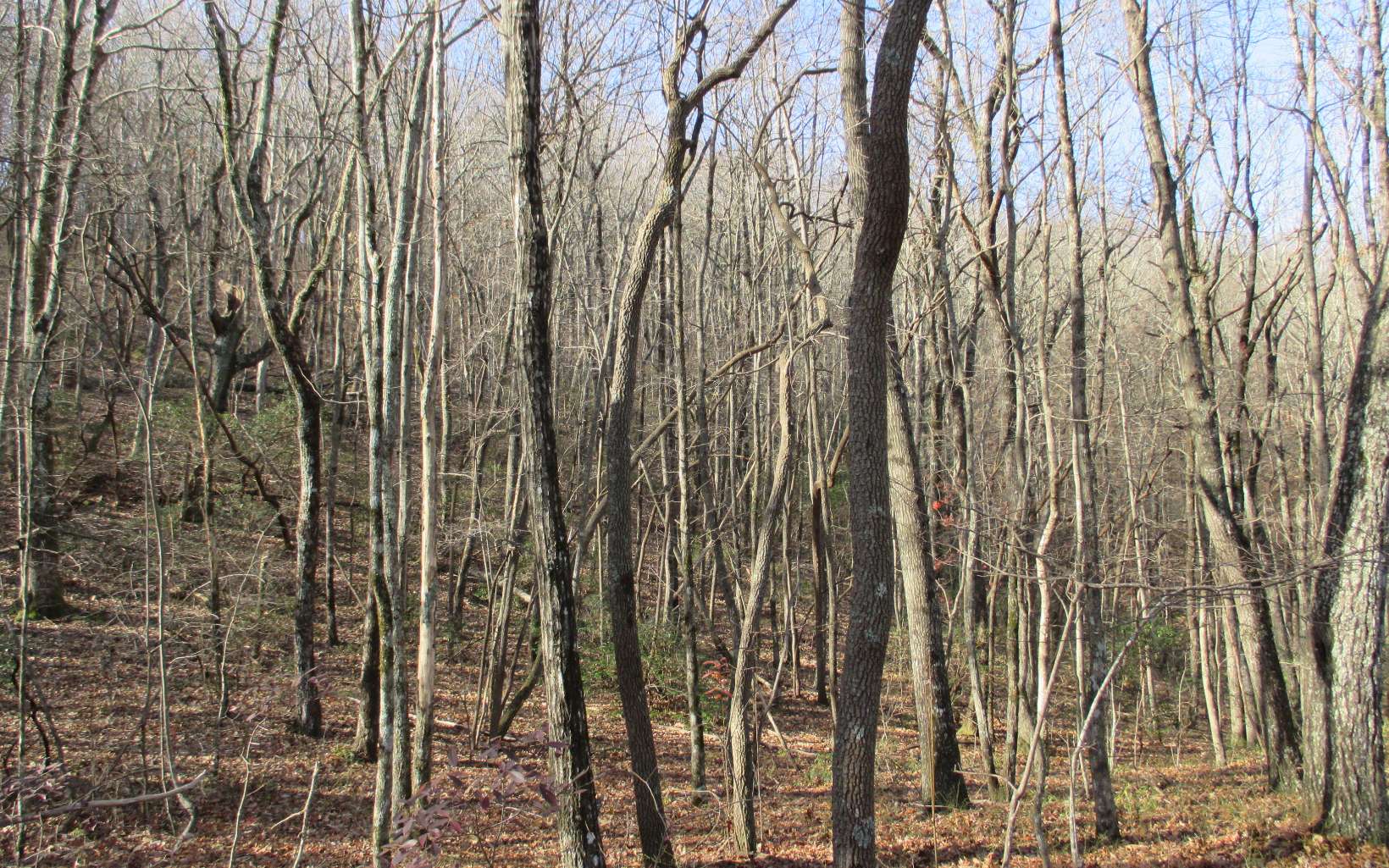 0 Cold Stream Trail Jasper, GA 30143 - Photo 21 of 31 Additional View