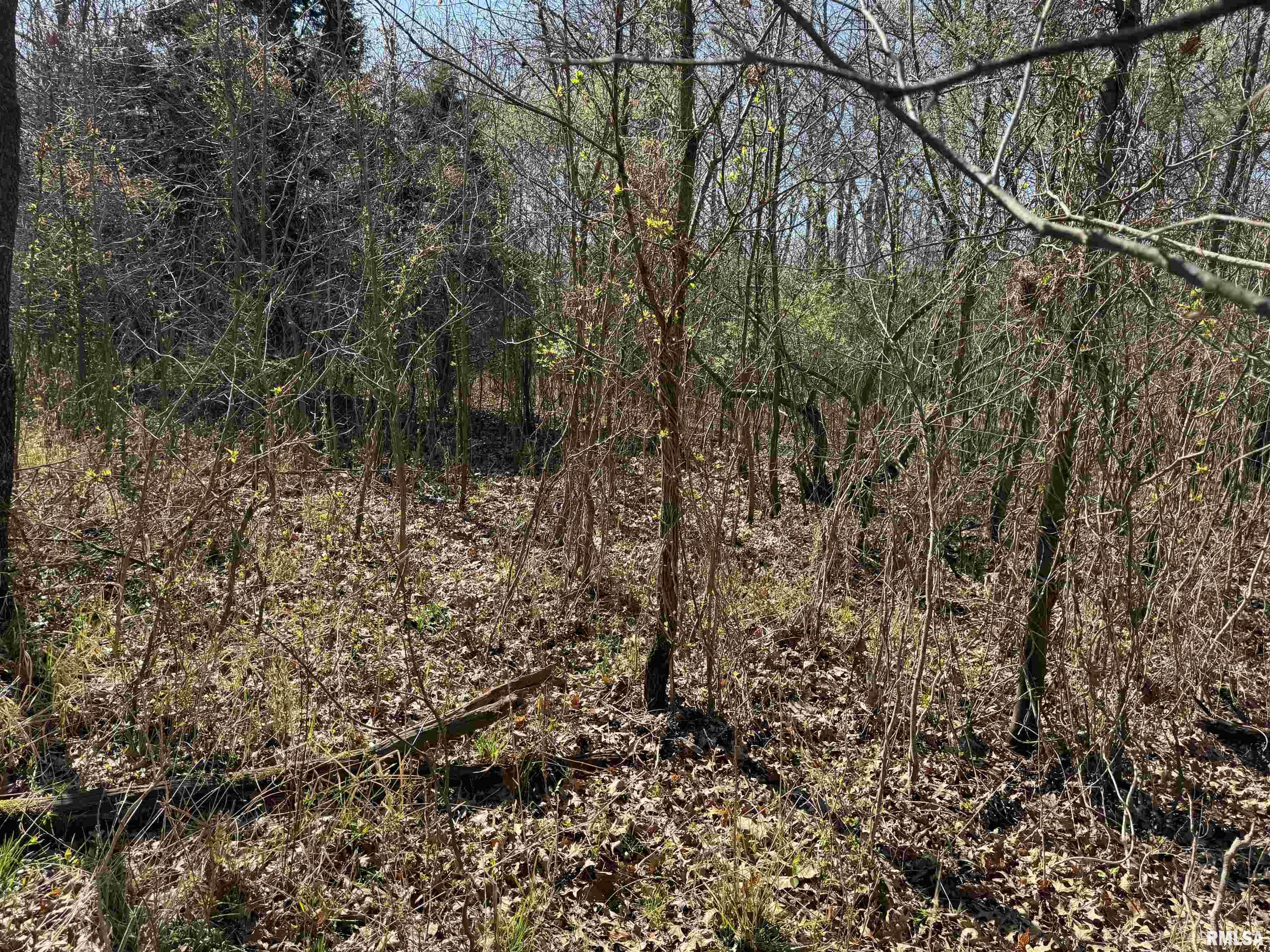 0 Doe Road Louisville, IL 62858 - Photo 35 of 42 Gallery Image 35