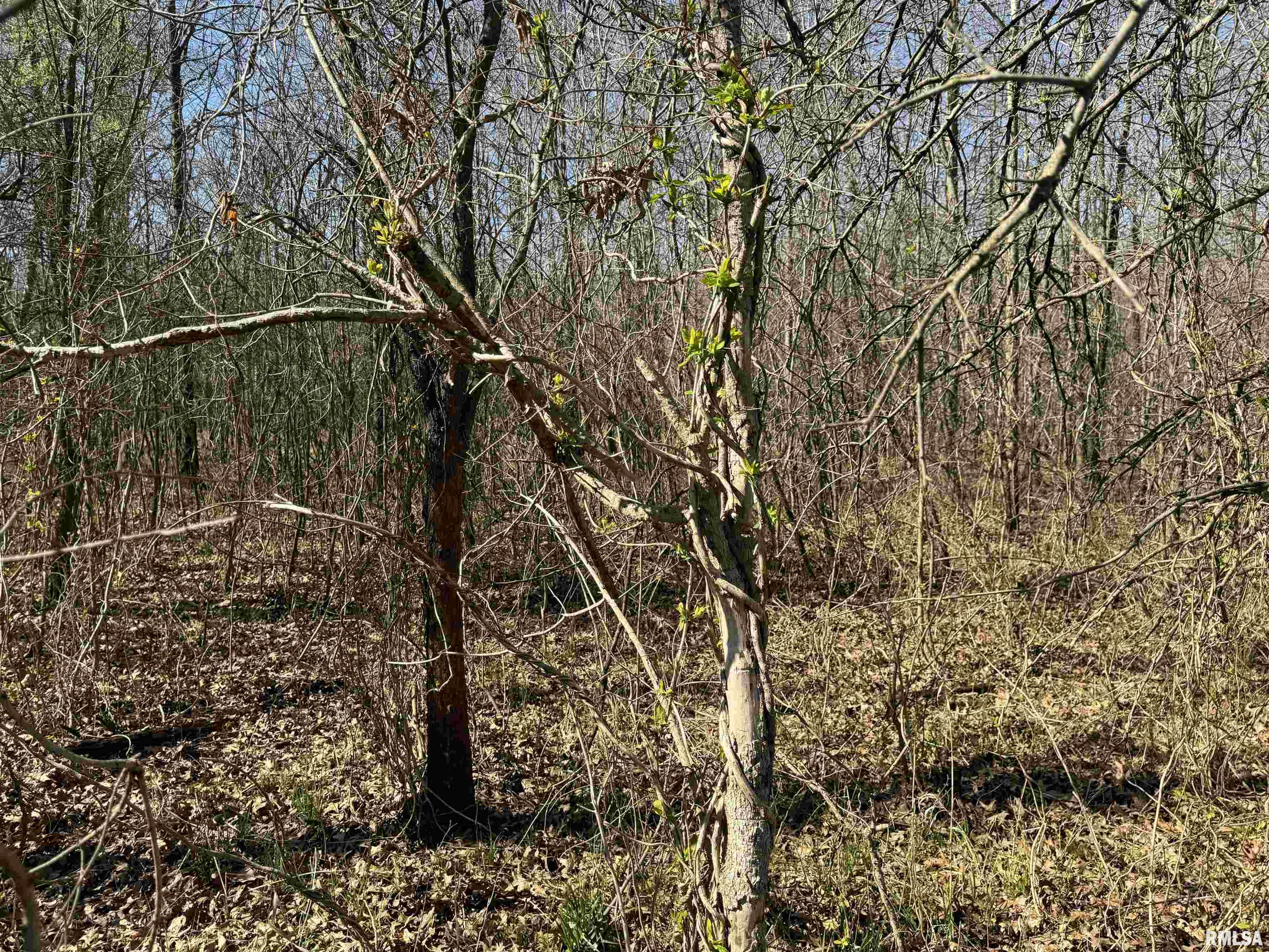 0 Doe Road Louisville, IL 62858 - Photo 36 of 42 Gallery Image 36