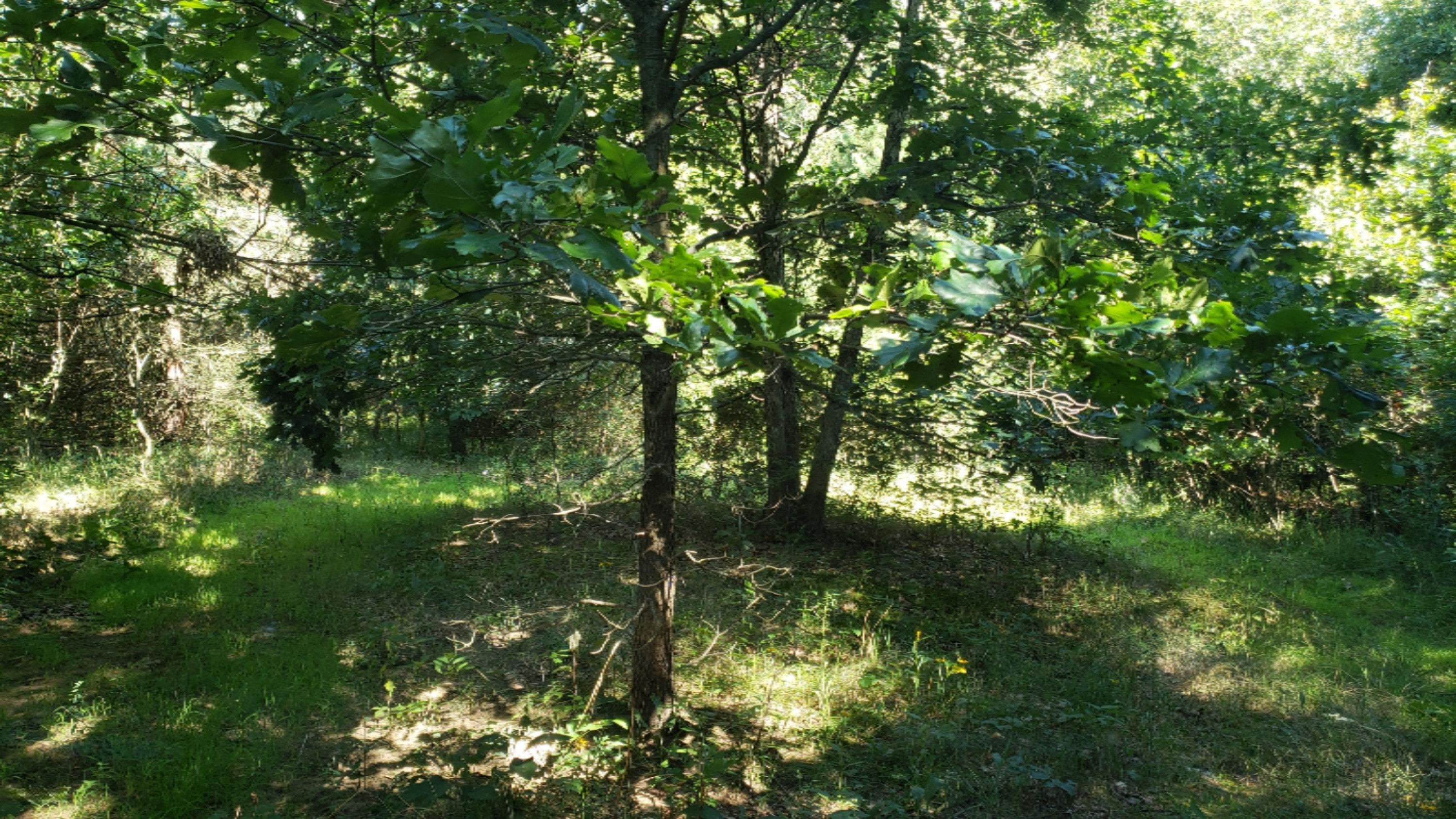 11640 Davis Road Middleville, MI 49333 - Photo 15 of 24 20200806_103447