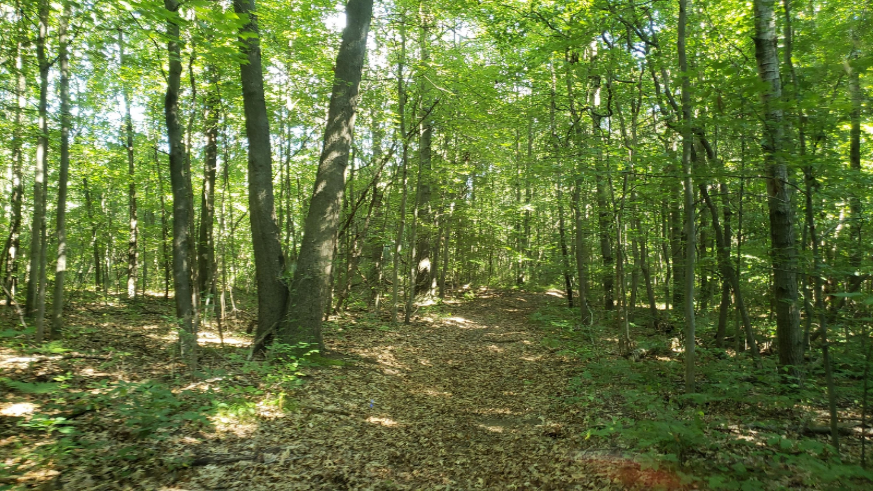 11640 Davis Road Middleville, MI 49333 - Photo 16 of 24 20200806_103341