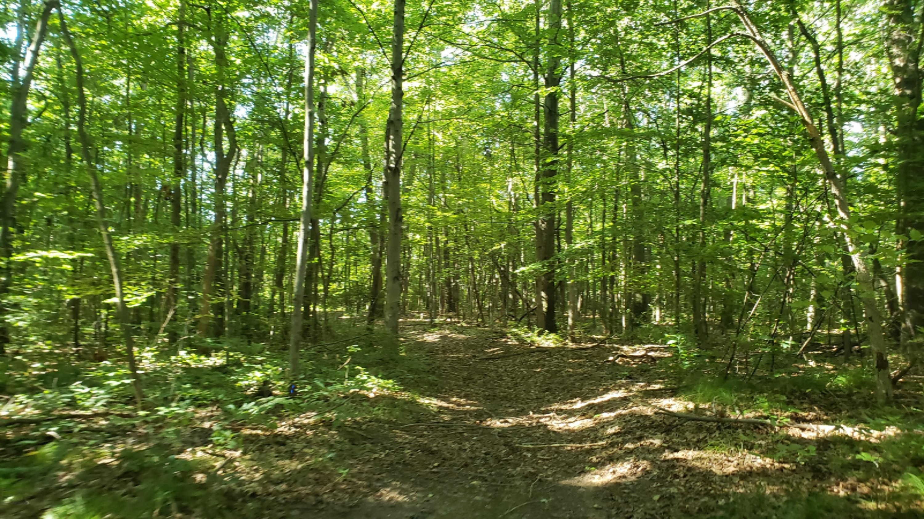 11640 Davis Road Middleville, MI 49333 - Photo 17 of 24 20200806_103622