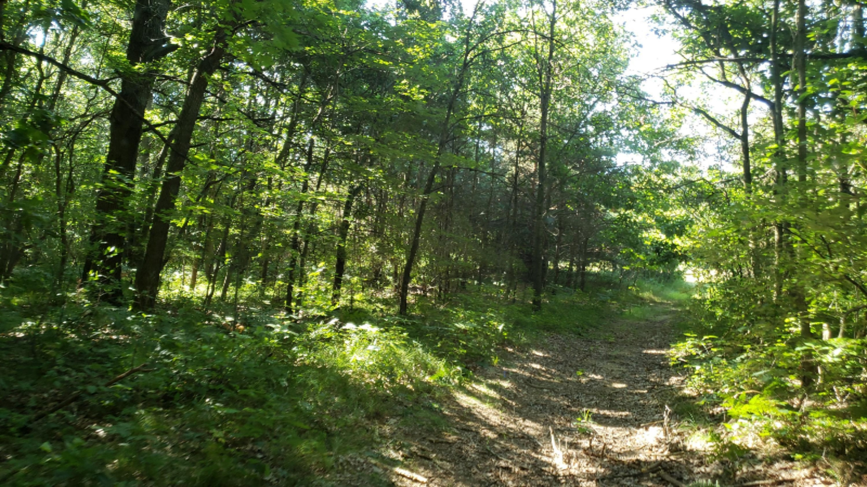11640 Davis Road Middleville, MI 49333 - Photo 18 of 24 20200806_103657