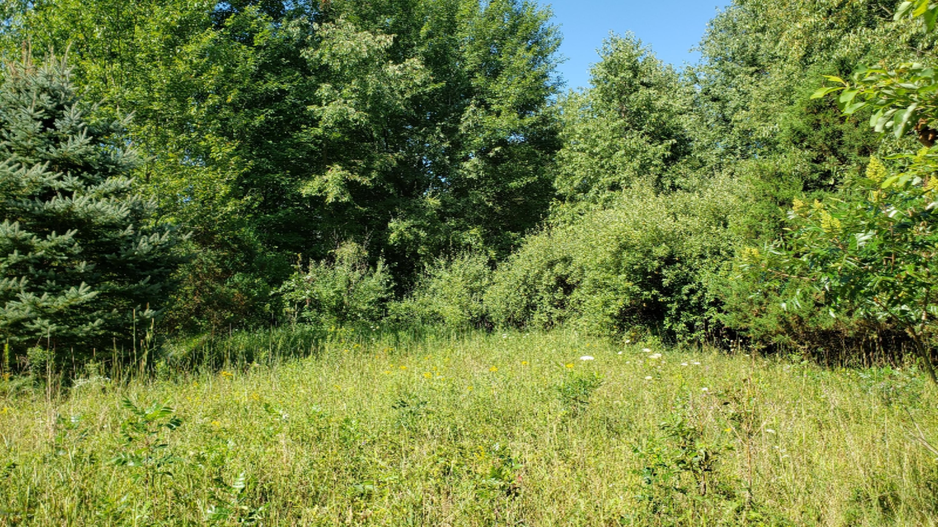 11640 Davis Road Middleville, MI 49333 - Photo 22 of 24 20200806_103806