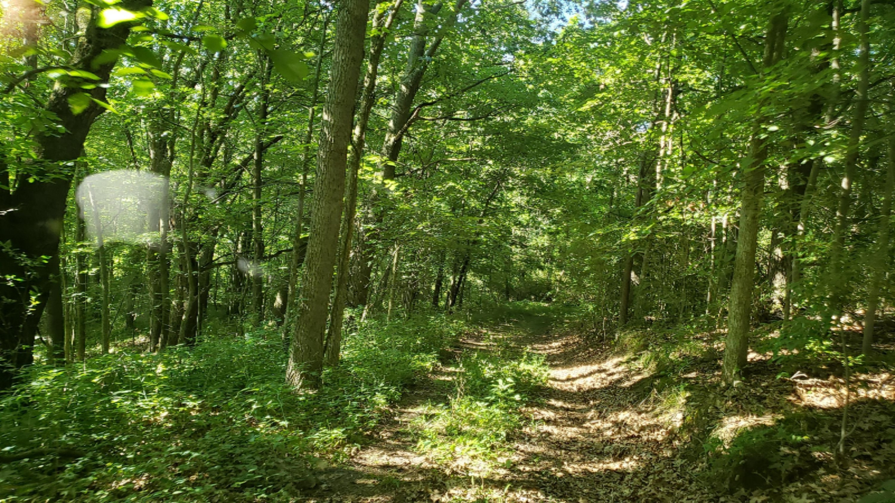 11640 Davis Road Middleville, MI 49333 - Photo 24 of 24 20200806_103857