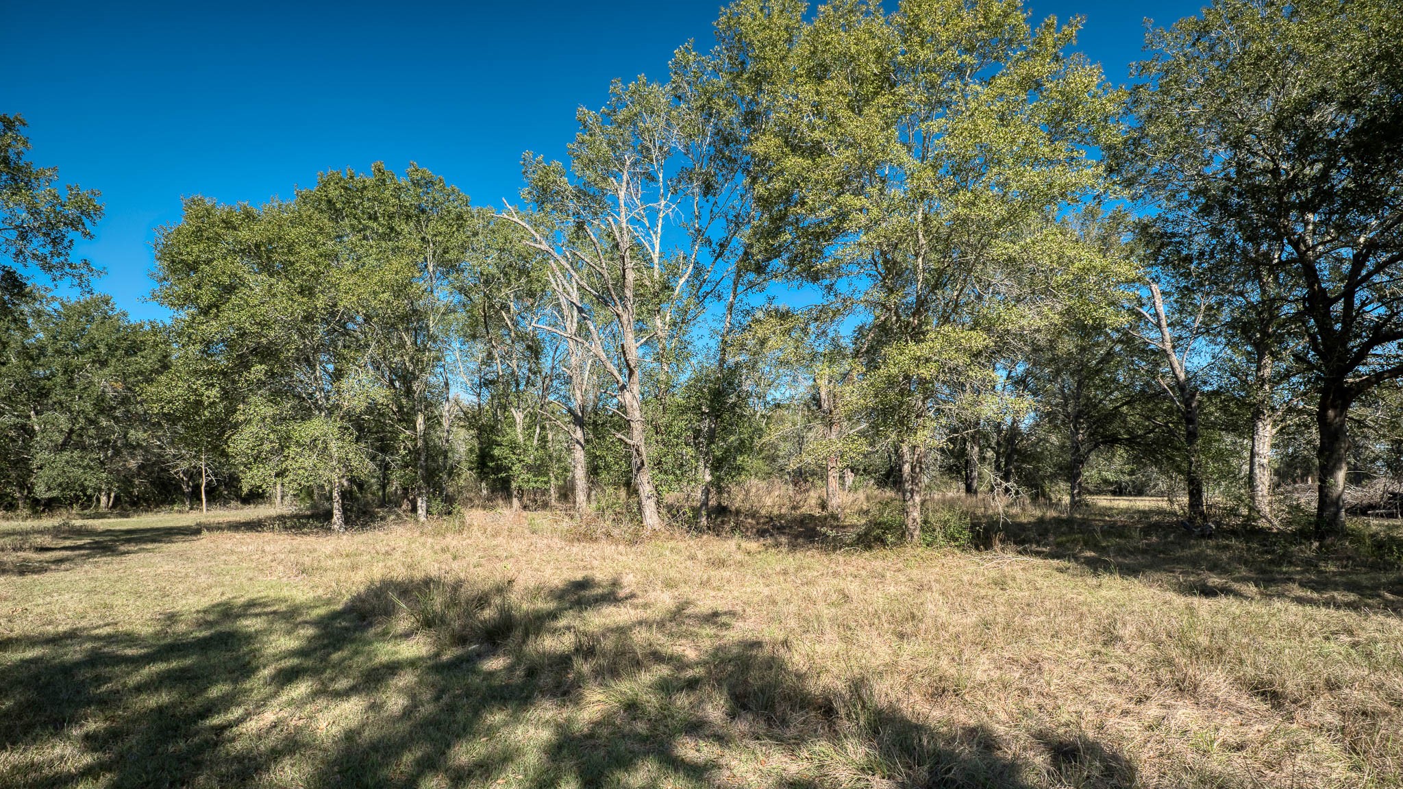40934 Thomas Lane Hempstead, TX 77445 - Photo 36 of 50 Beautiful hardwoods.