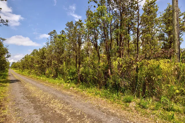 a view of a yard with an trees