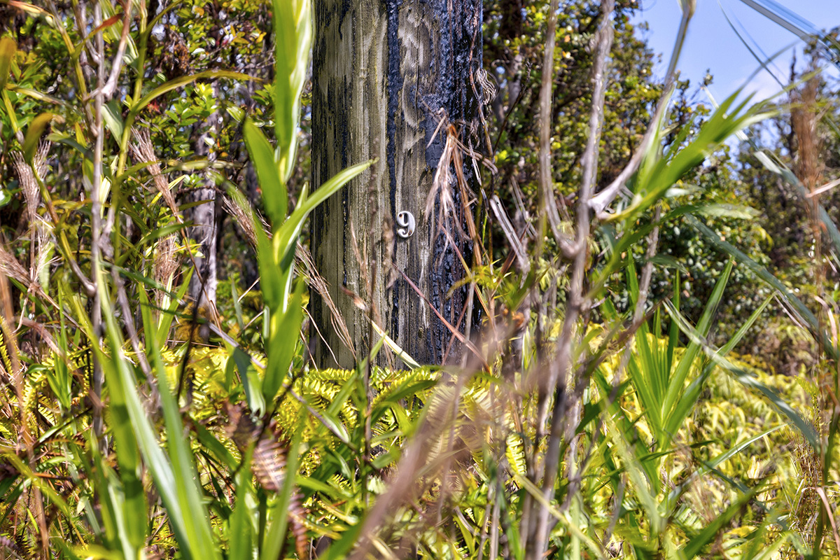 31 Alapua Street Pahoa, HI 96778 - Photo 6 of 7 a close up of a plant in a garden