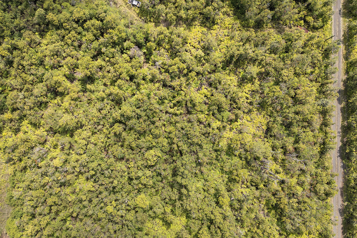 31 Alapua Street Pahoa, HI 96778 - Photo 7 of 7