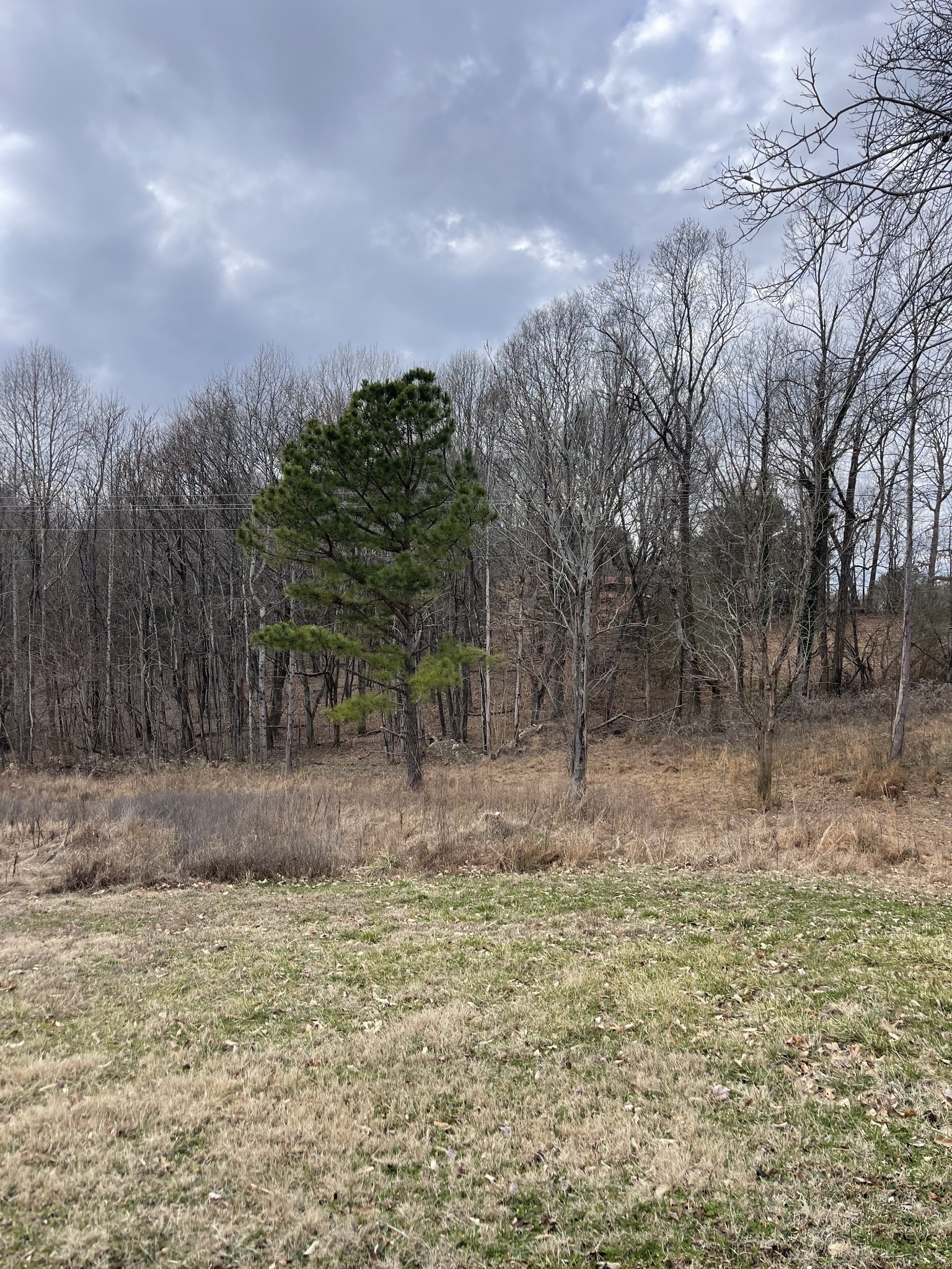 175 Gamaliel Road Red Boiling Springs, TN 37150 - Photo 6 of 18 a view of a dry yard with trees