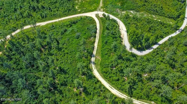 a view of a lush green forest