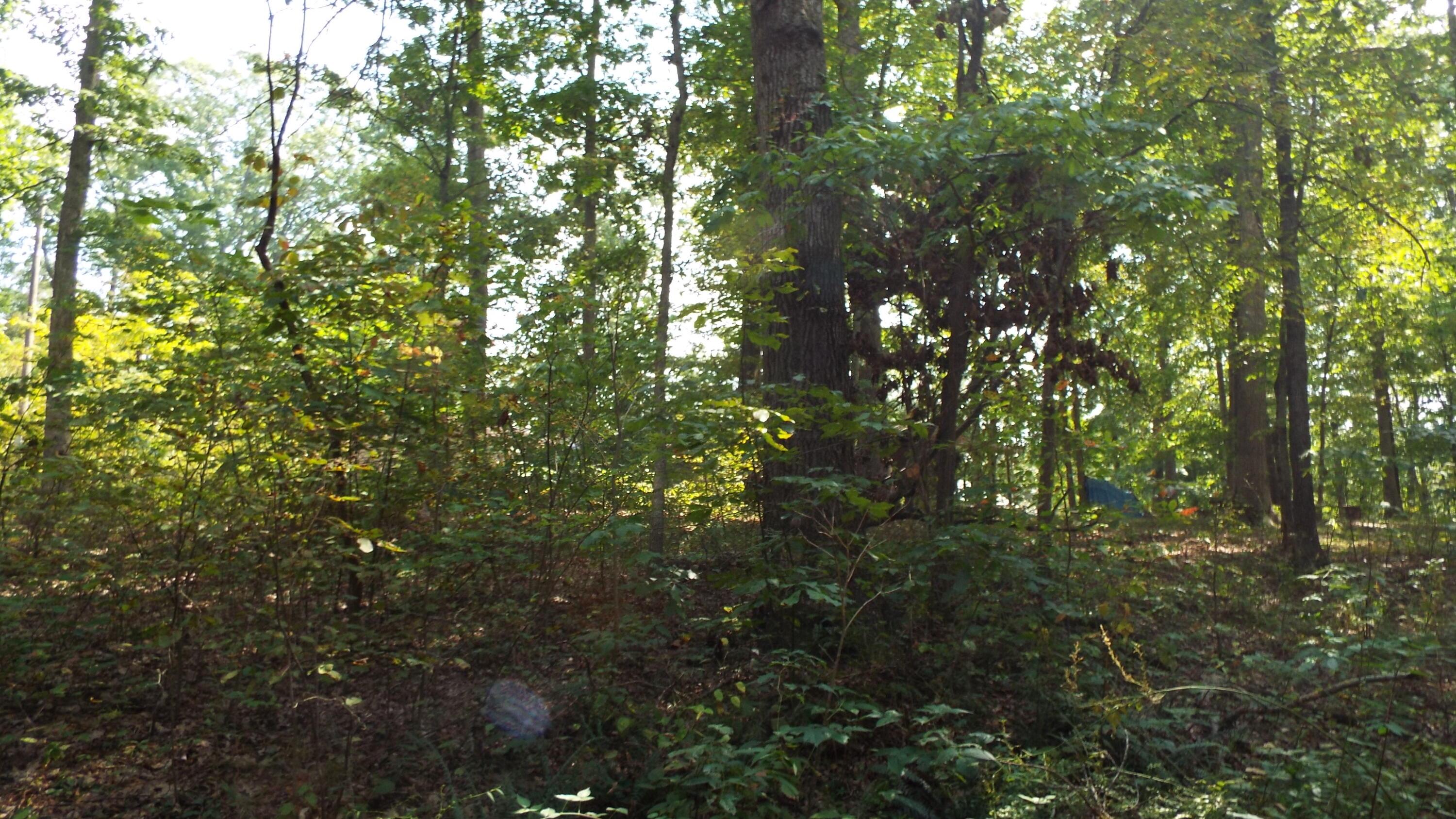 0 Red Maple Road Glouster, OH 45732 - Photo 6 of 16 wooded lot
