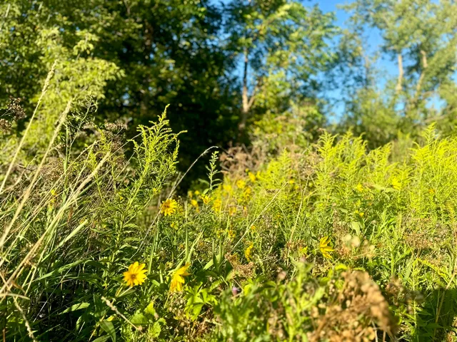 a view of a tree with a tree in a yard