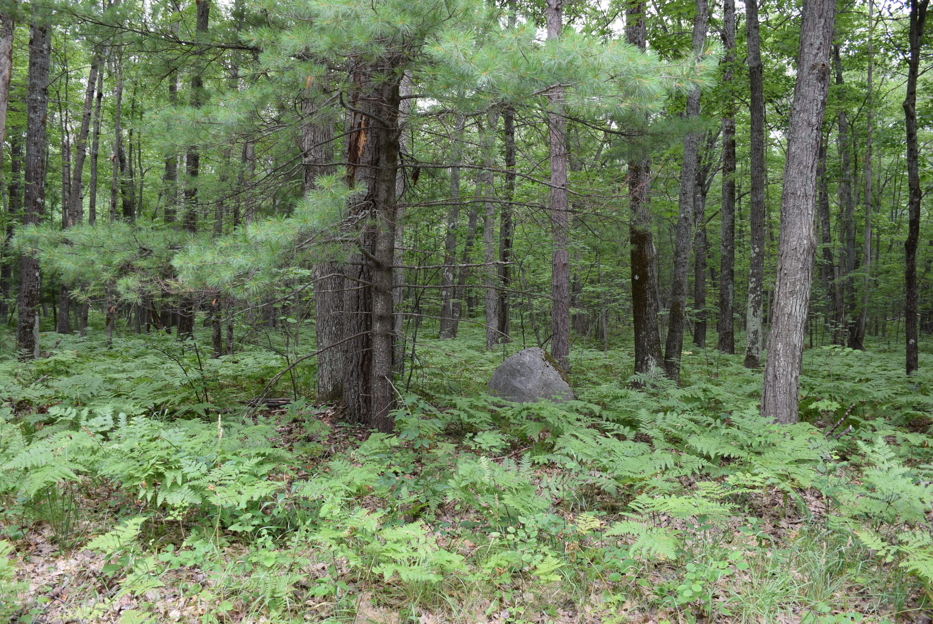 West Numbers Road Indian River, MI 49749 - Photo 7 of 12 Gallery Image 7