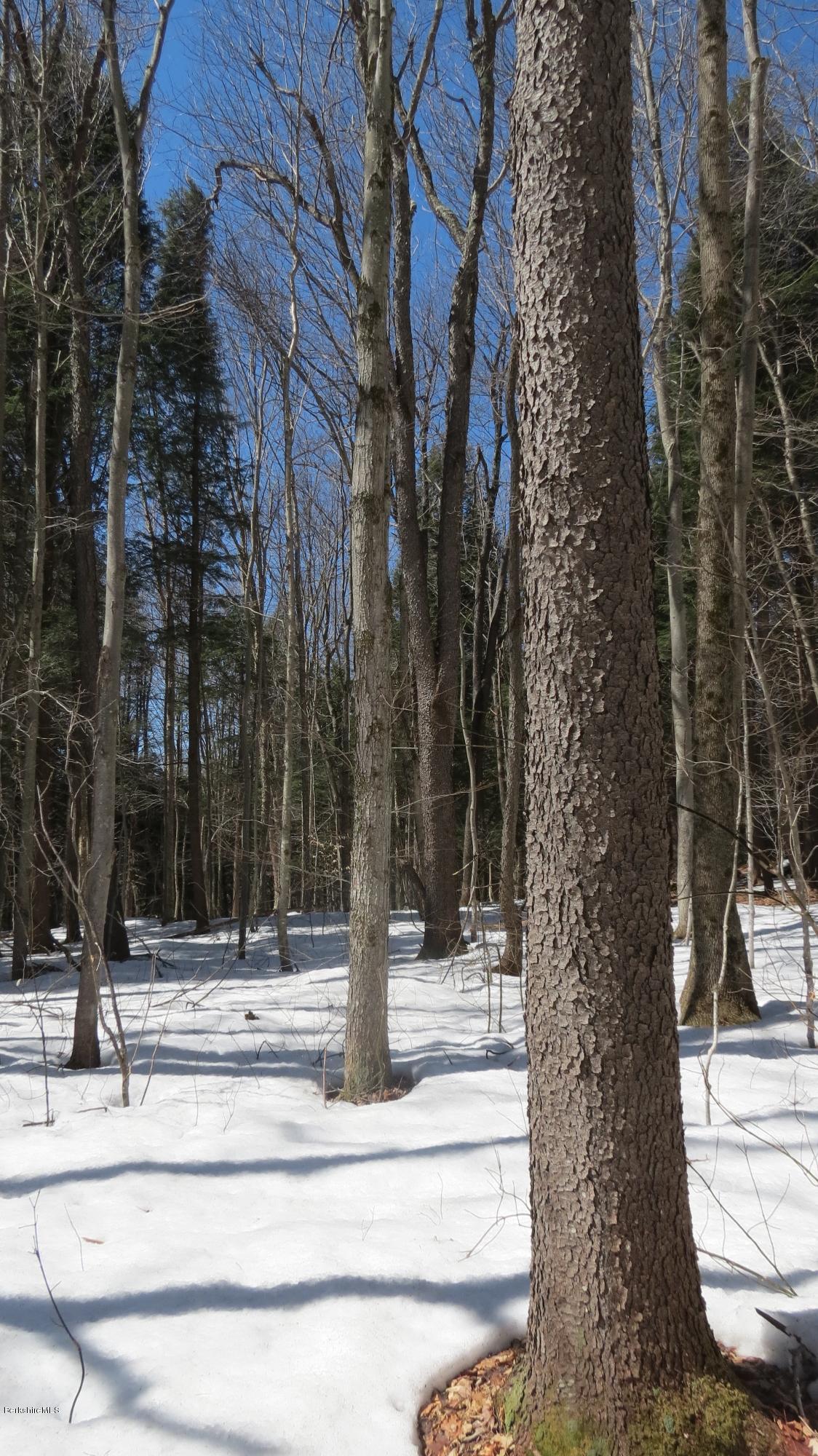 Scott Road Savoy, MA 01256 - Photo 5 of 10 a view of street with with trees