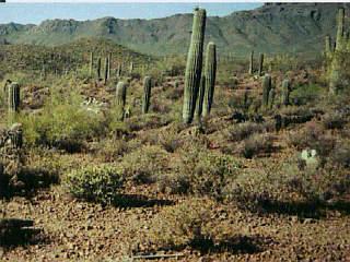 4025 West Gerhart Road Tucson, AZ 85745 - Photo 3 of 4