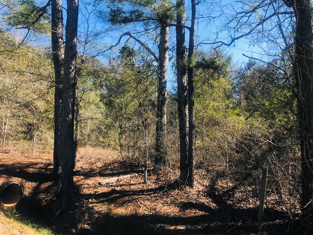 5.5-acres South Watford Road Slocomb, AL 36375 - Photo 2 of 3
