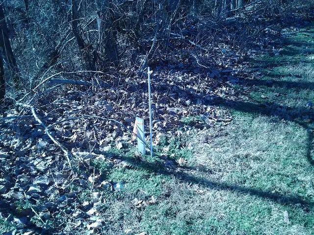 a view of a forest with a tree