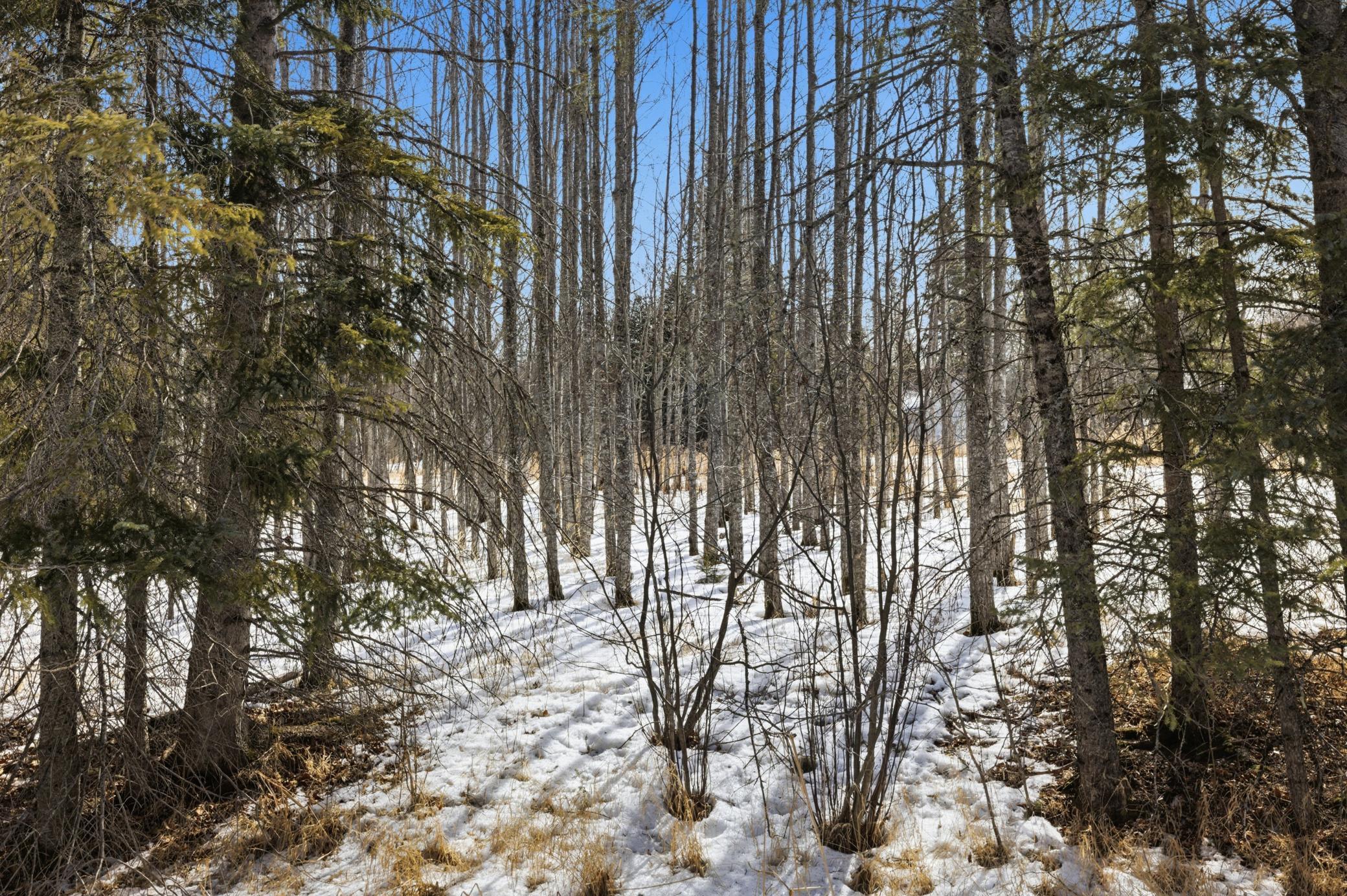 4416 County Road 1 Littlefork, MN 56653 - Photo 23 of 31