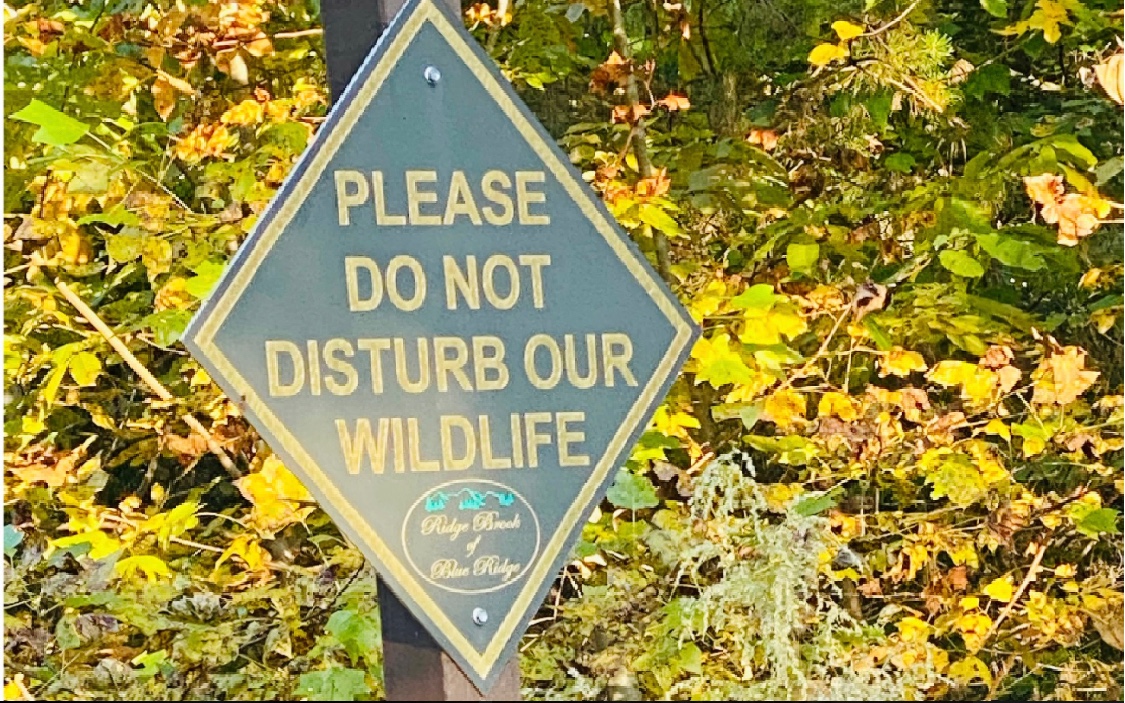 79 Meadow Brook Trail Morganton, GA 30560 - Photo 56 of 61 Additional View