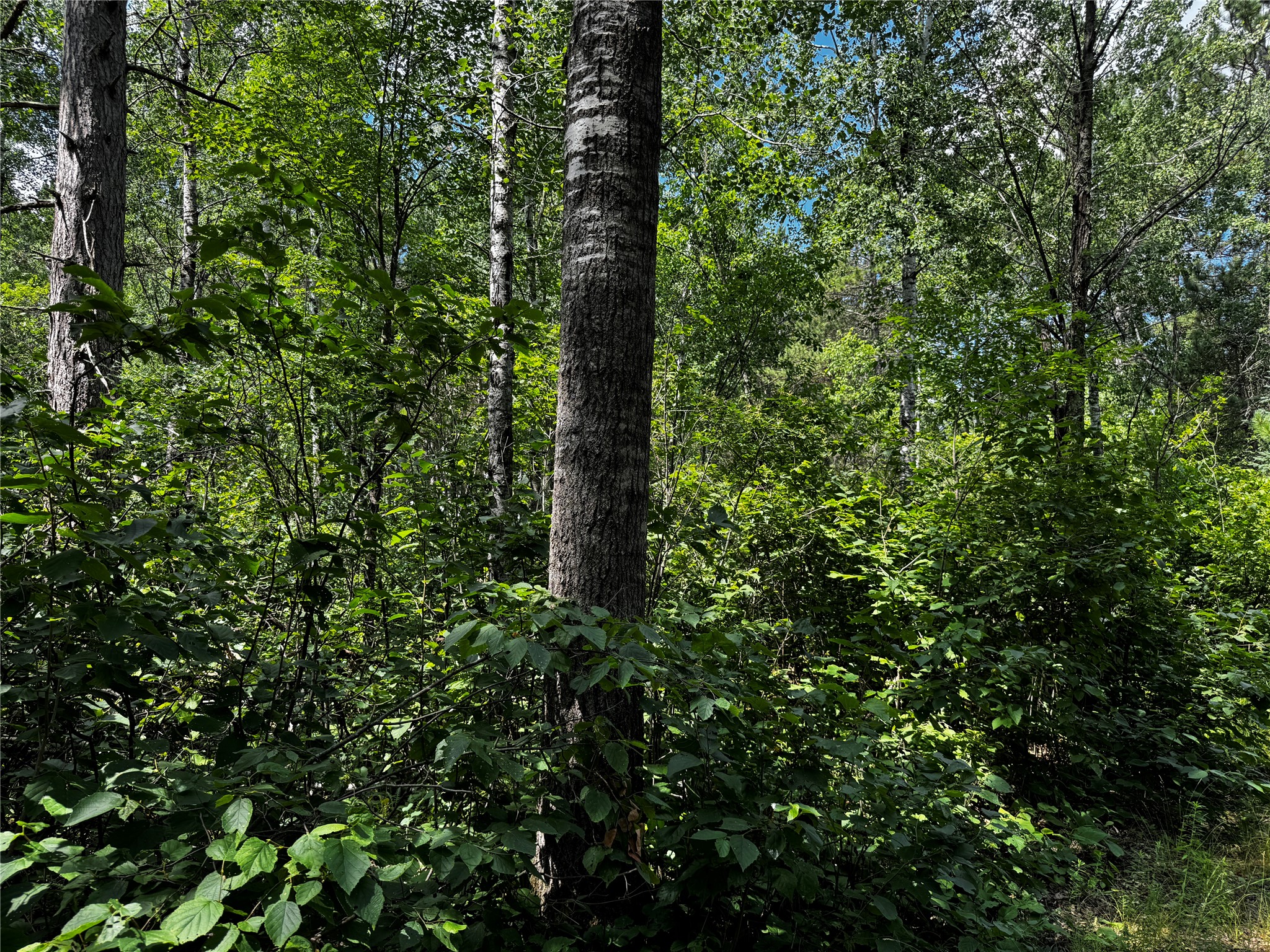 Lot 12 Cassandra Road Hayward, WI 54843 - Photo 5 of 14