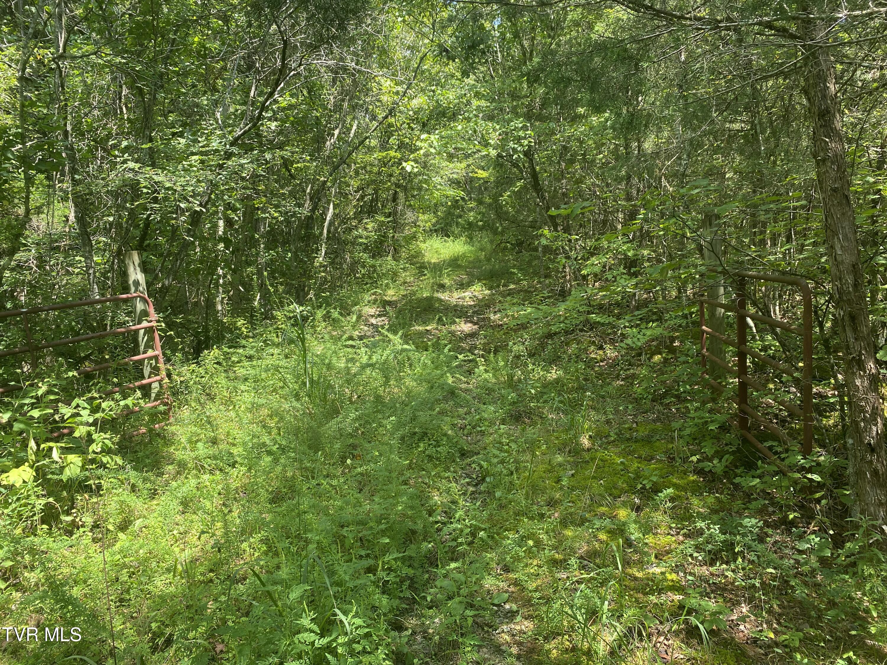 0 Sinks (103 Acres) Road Blackwater, VA 24221 - Photo 11 of 12 IMG_6077