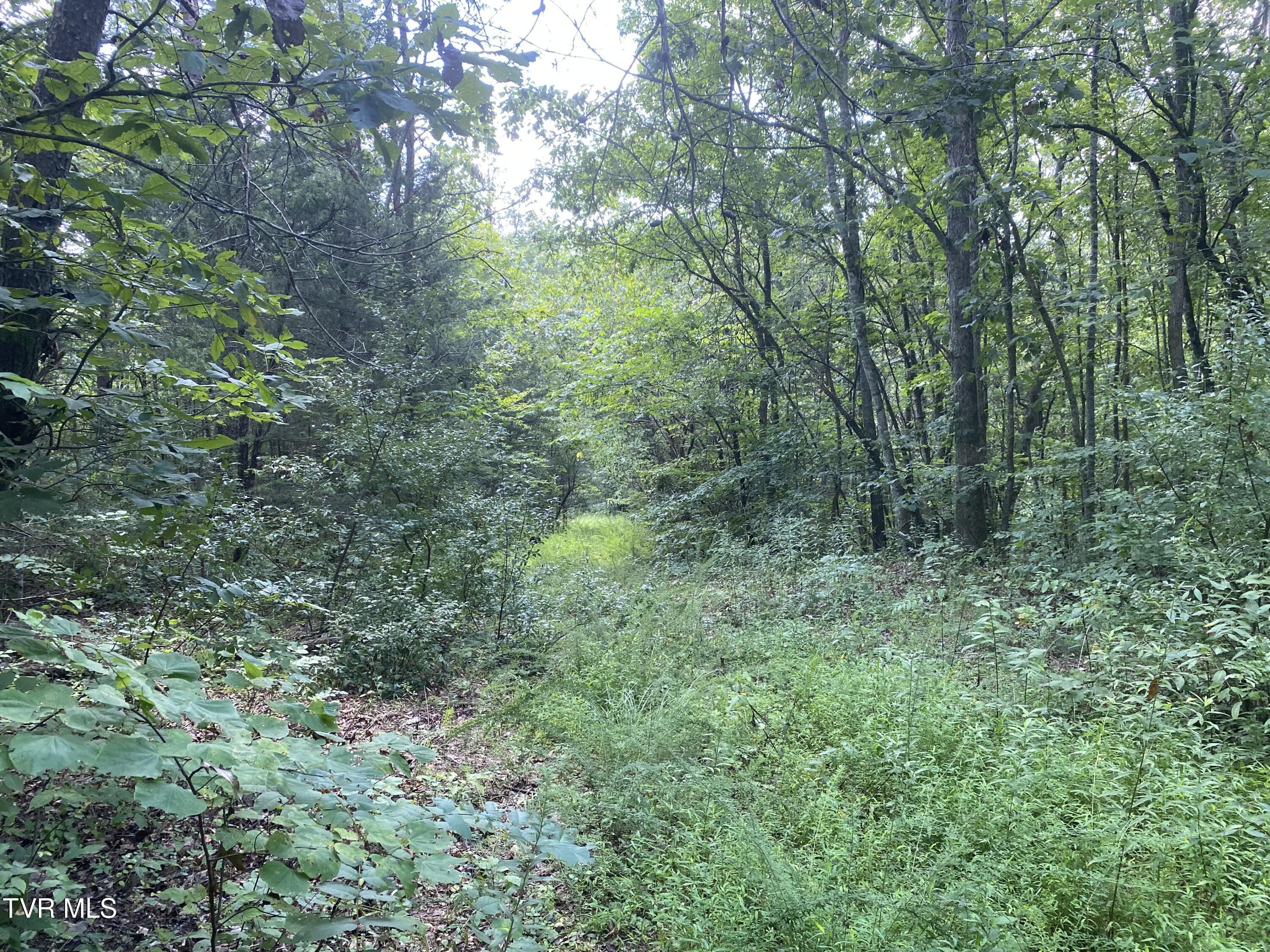 0 Sinks (103 Acres) Road Blackwater, VA 24221 - Photo 2 of 12 IMG_6090