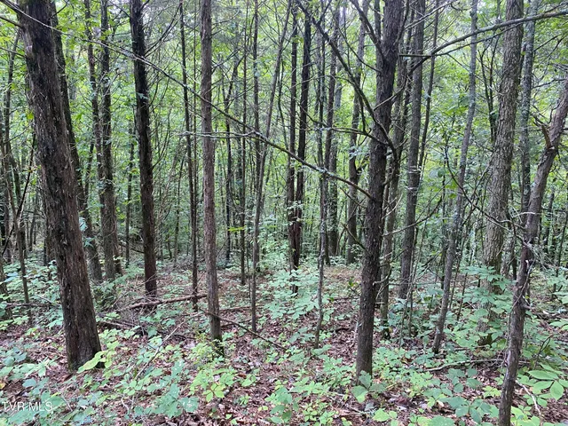 $225,000 | 0 Sinks (103 Acres) Road, Blackwater, VA 24221