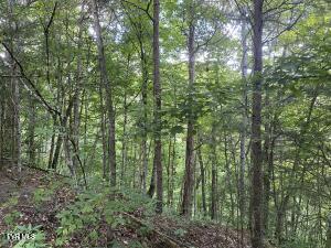 0 Sinks (103 Acres) Road Blackwater, VA 24221 - Photo 8 of 12 image