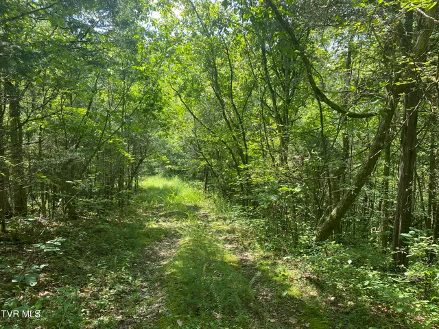 $225,000 | 0 Sinks (103 Acres) Road, Blackwater, VA 24221