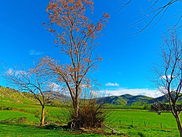 $999,000 | 3363 South Anchor Avenue, Orange Cove, CA 93646