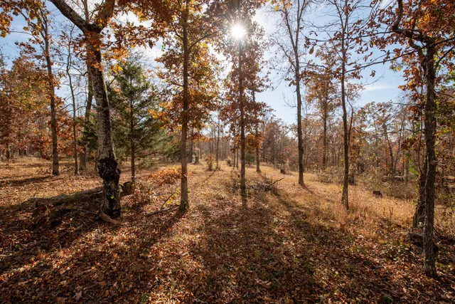 a view of road and trees