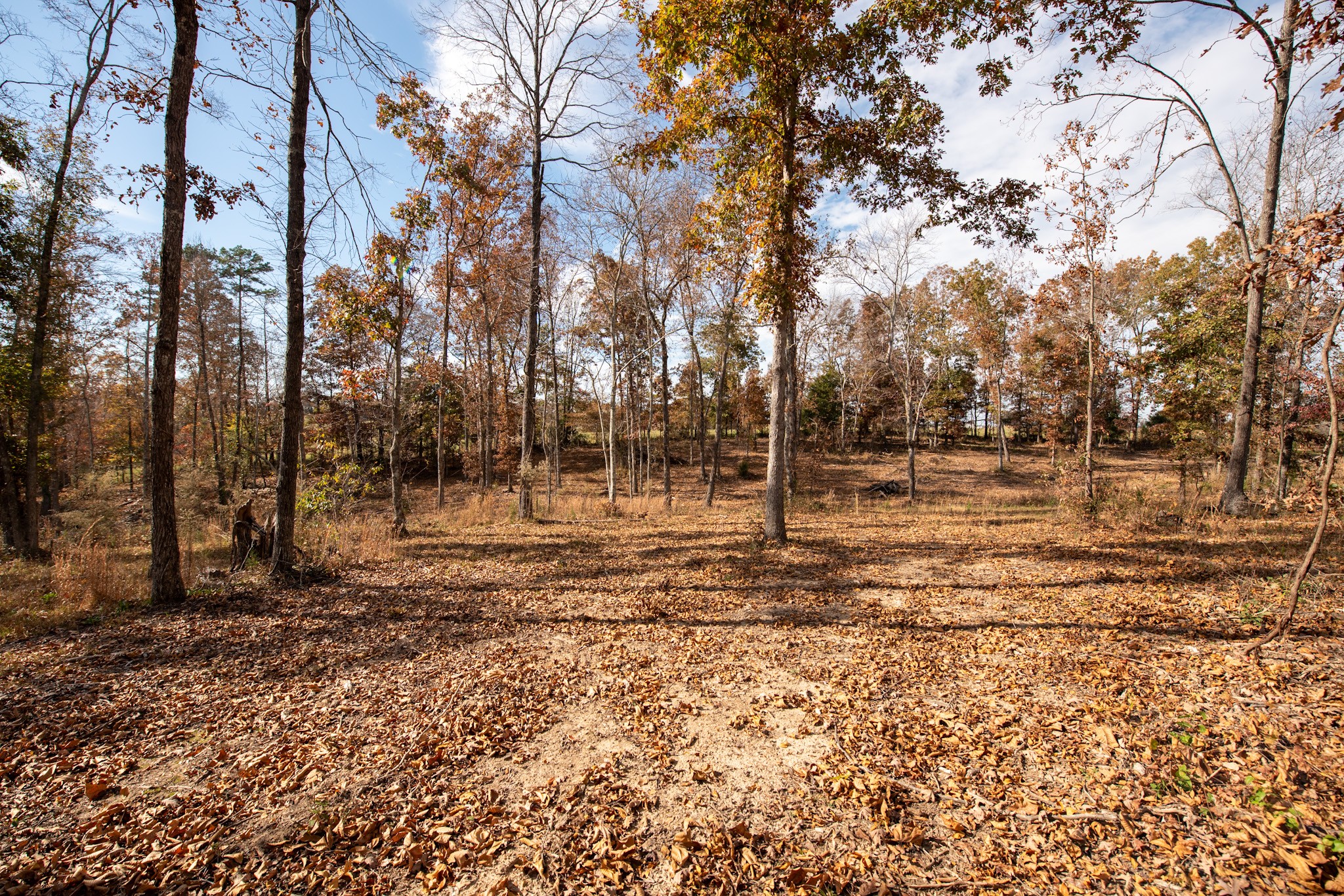 1286 David Patterson Road Lutts, TN 38471 - Photo 32 of 47 a view of road and trees