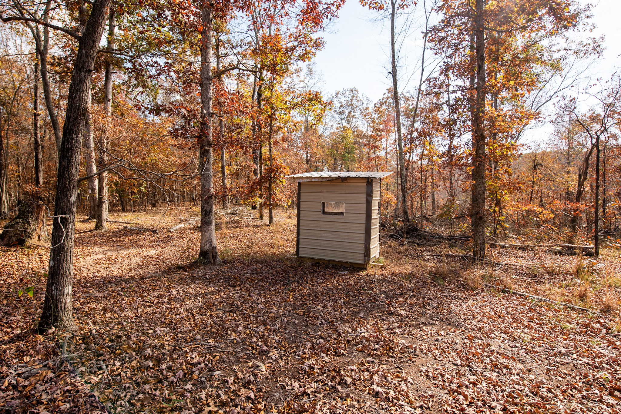 1286 David Patterson Road Lutts, TN 38471 - Photo 33 of 47 a backyard of a house with lots of green space