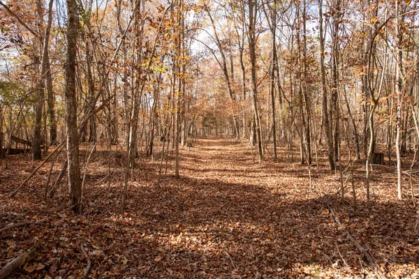 a view of a forest filled with trees
