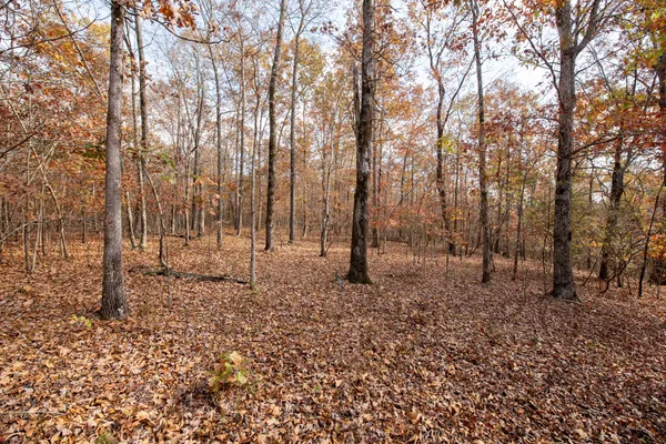 a view of a forest that has large trees