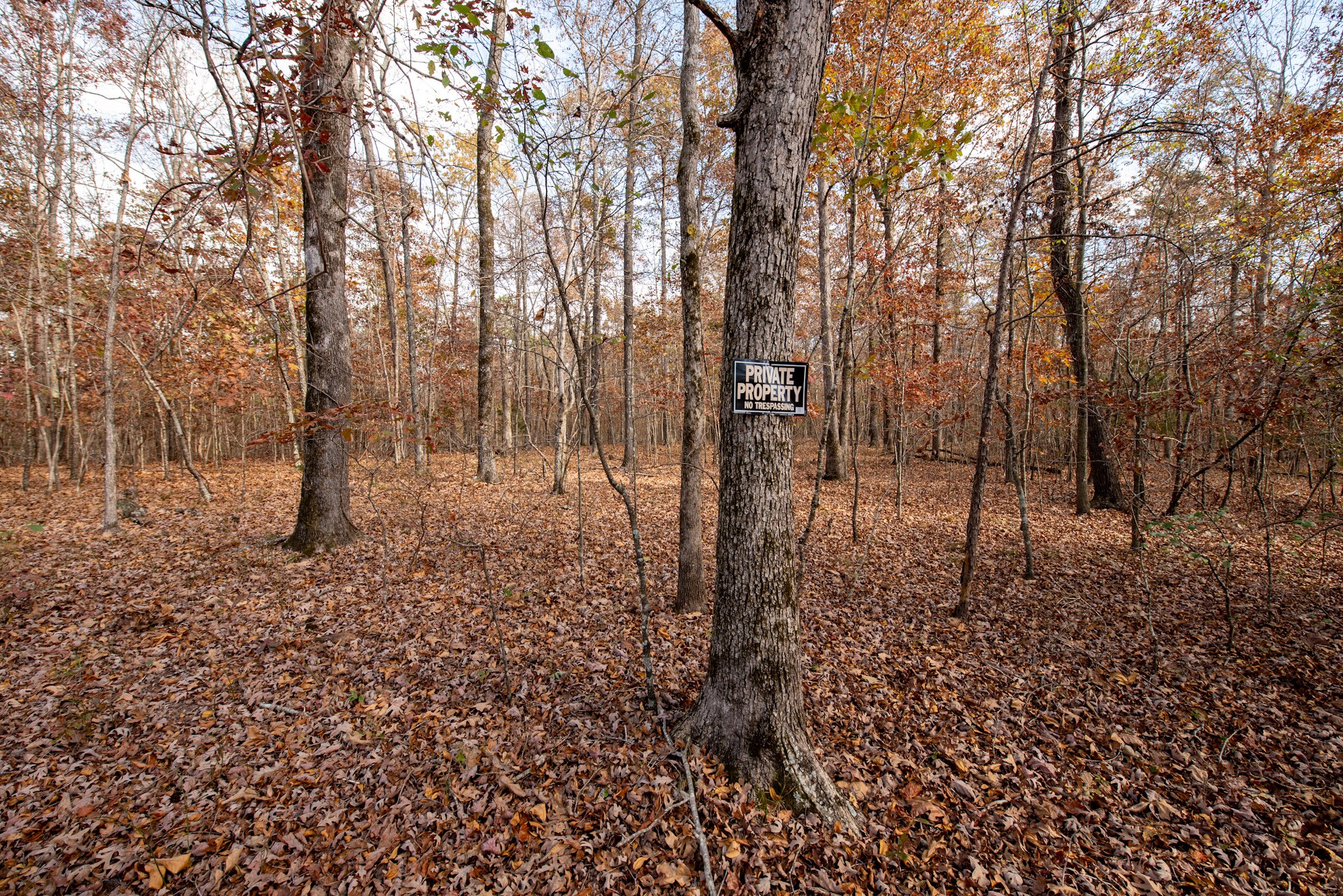1286 David Patterson Road Lutts, TN 38471 - Photo 36 of 47 a view of a forest that has large trees