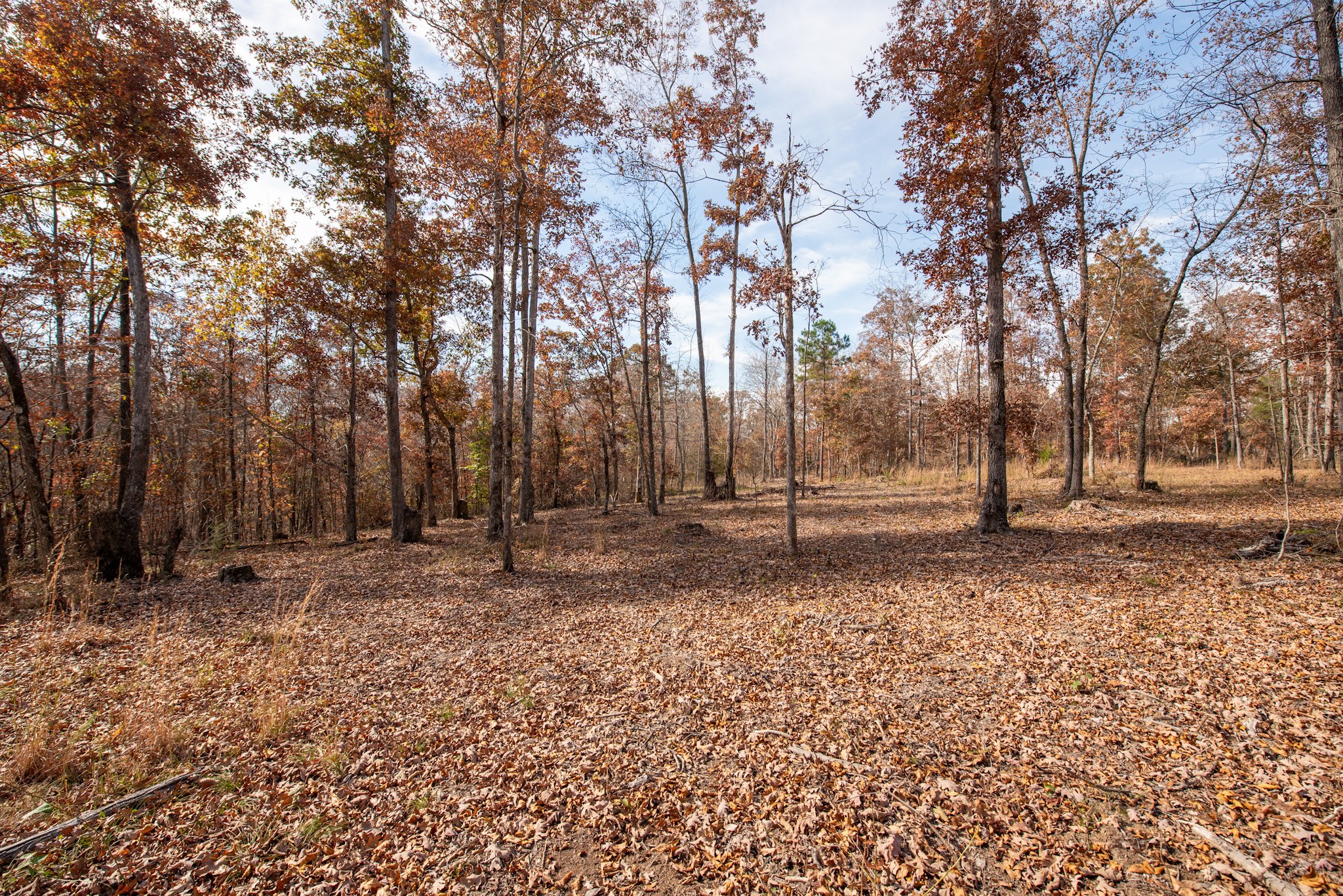1286 David Patterson Road Lutts, TN 38471 - Photo 46 of 47 a backyard of a house with lots of green space