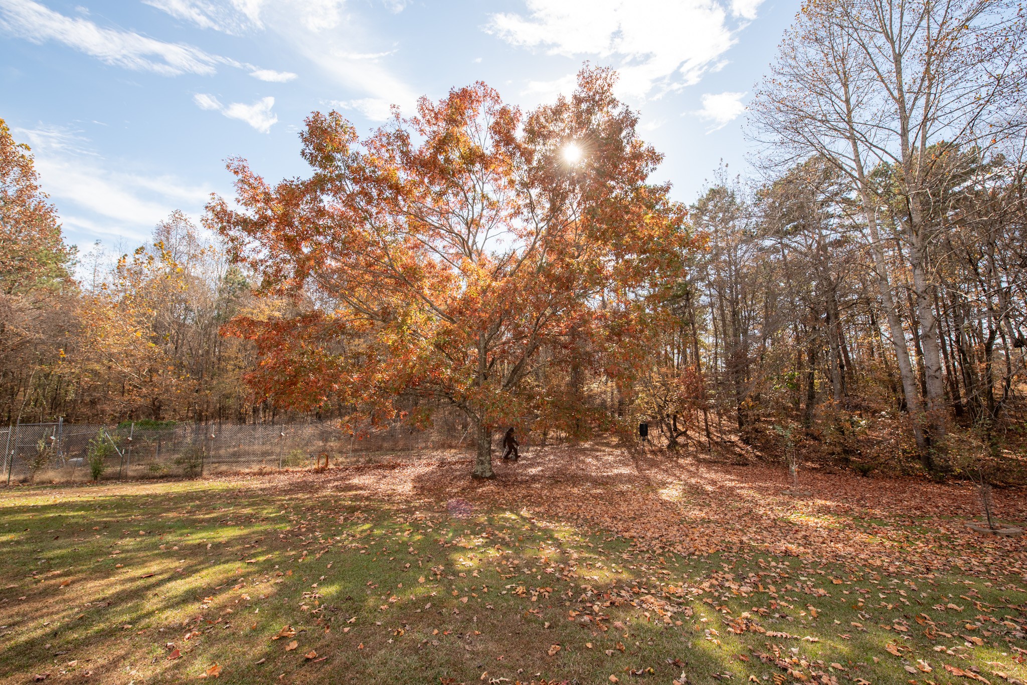 1286 David Patterson Road Lutts, TN 38471 - Photo 6 of 47 a view of a field with trees in the background
