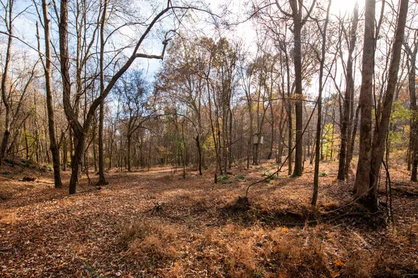 a backyard of a house with a large trees