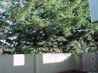 7450 Madera Place Rohnert Park, CA 94928 - Photo 7 of 11 Gallery Image 7