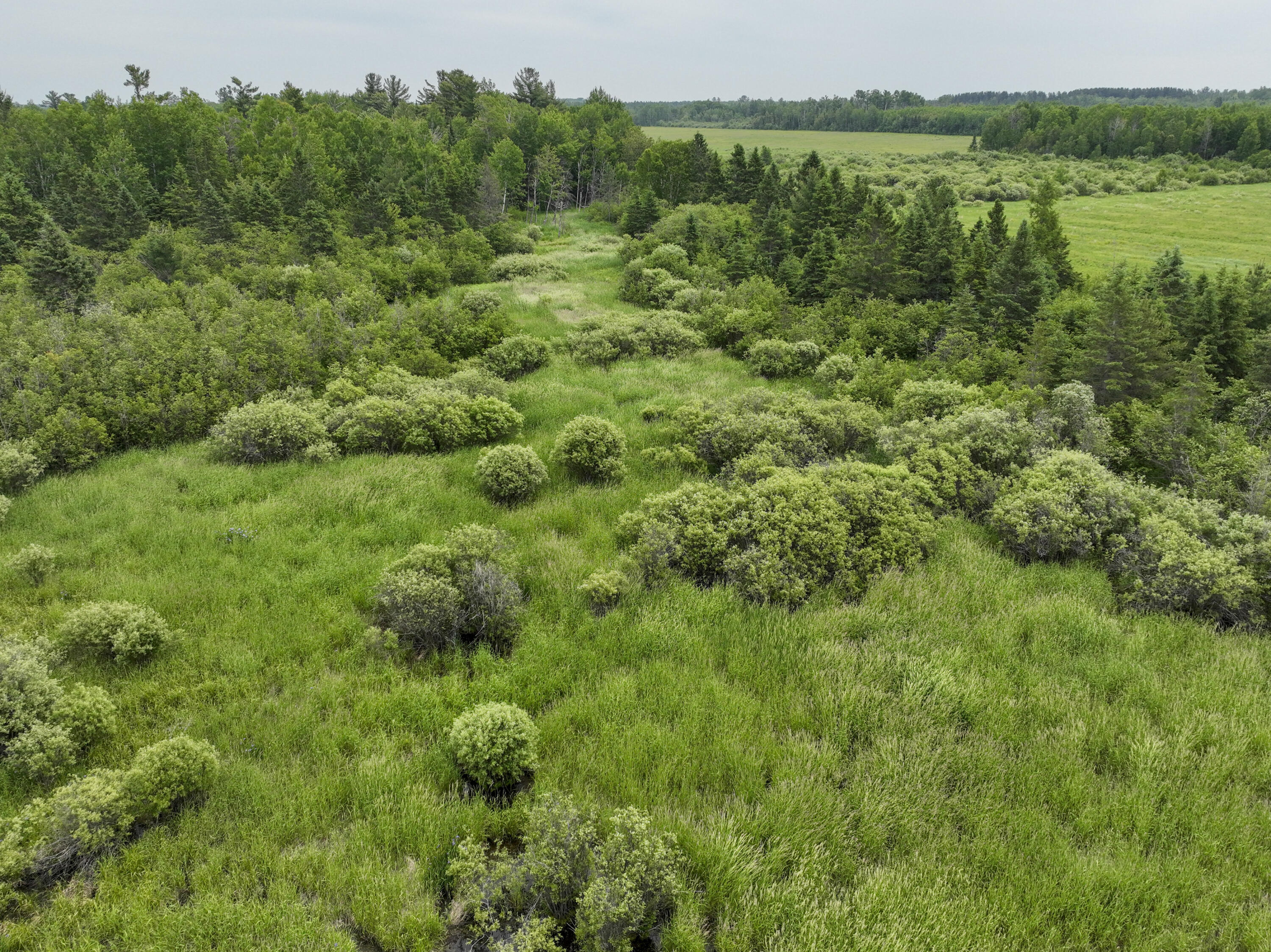 9.9 South A S Forrest Side Road Dafter, MI 49724 - Photo 11 of 14 VacantLand_DafterMI42