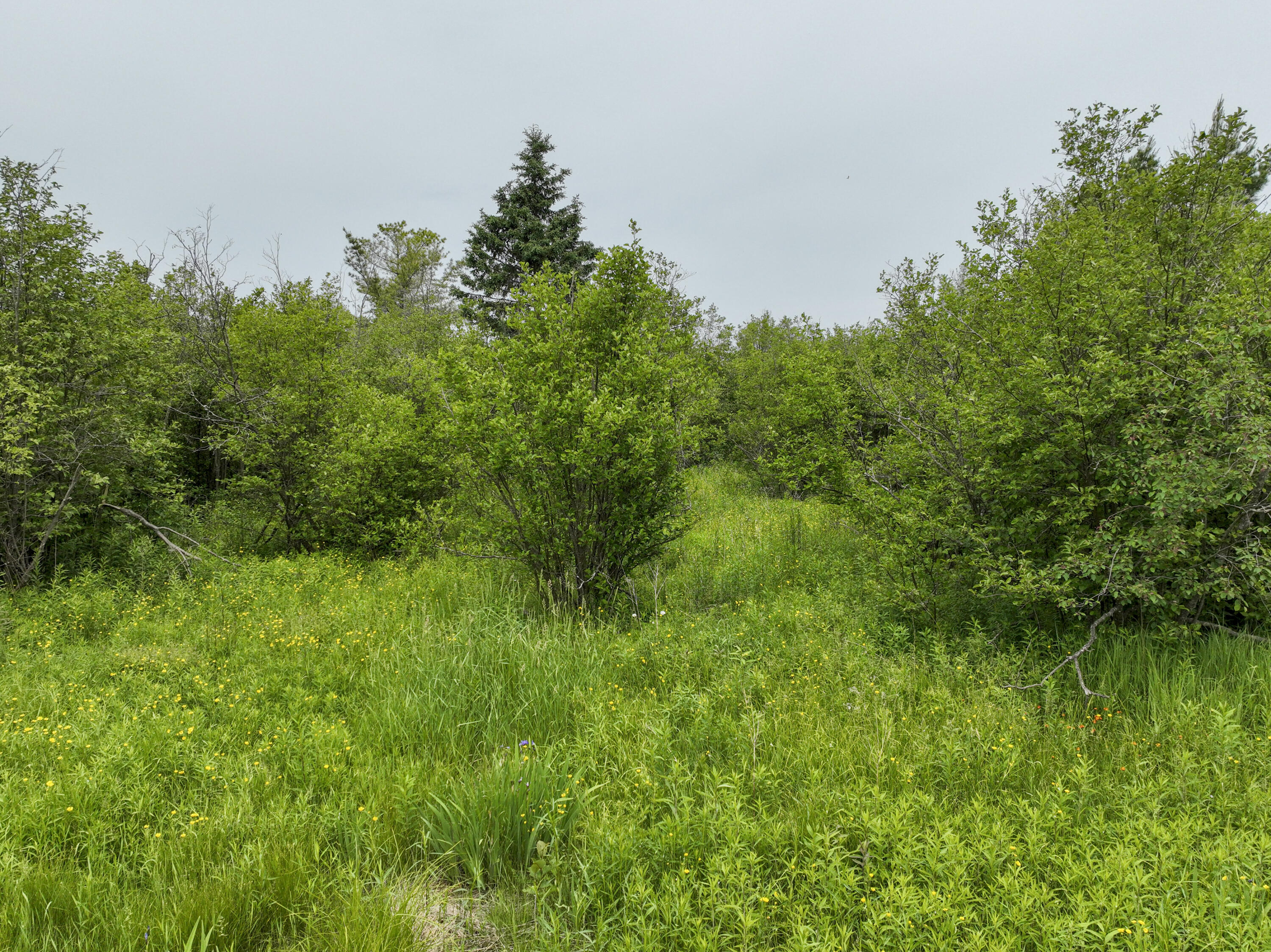 9.9 South A S Forrest Side Road Dafter, MI 49724 - Photo 12 of 14 VacantLand_DafterMI45
