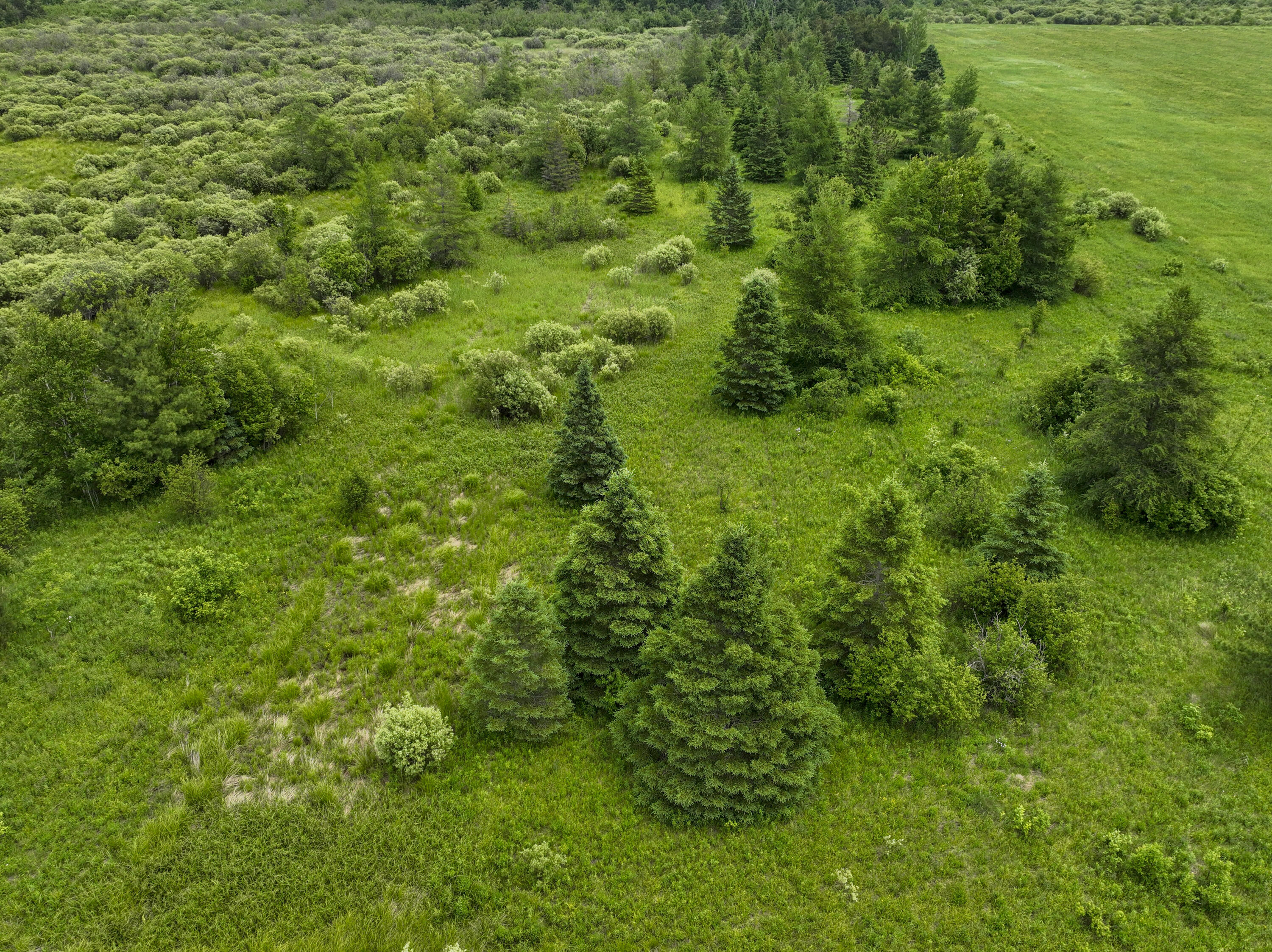 9.9 South A S Forrest Side Road Dafter, MI 49724 - Photo 7 of 14 VacantLand_DafterMI29 (1)