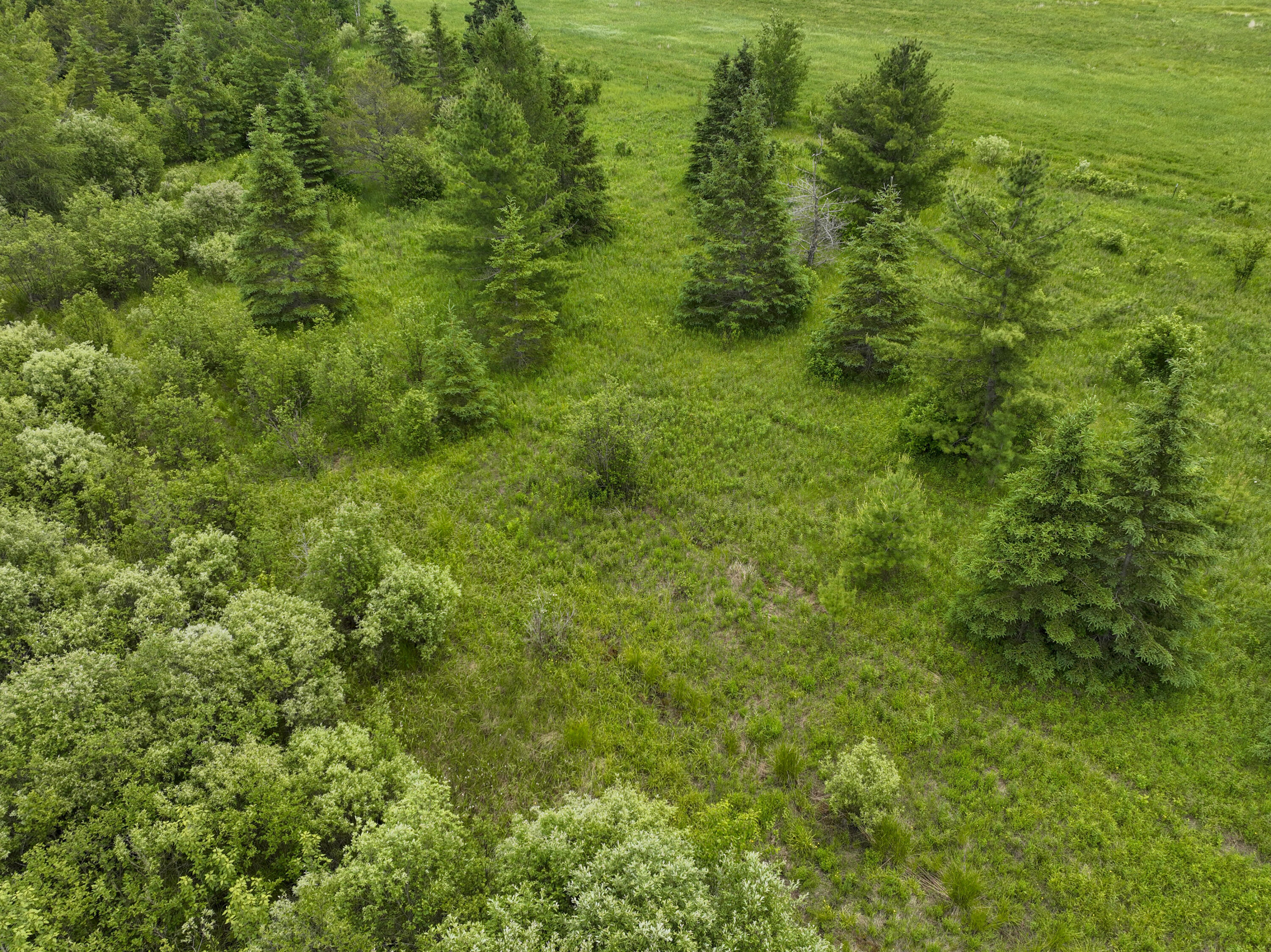 9.9 South A S Forrest Side Road Dafter, MI 49724 - Photo 10 of 14 VacantLand_DafterMI40