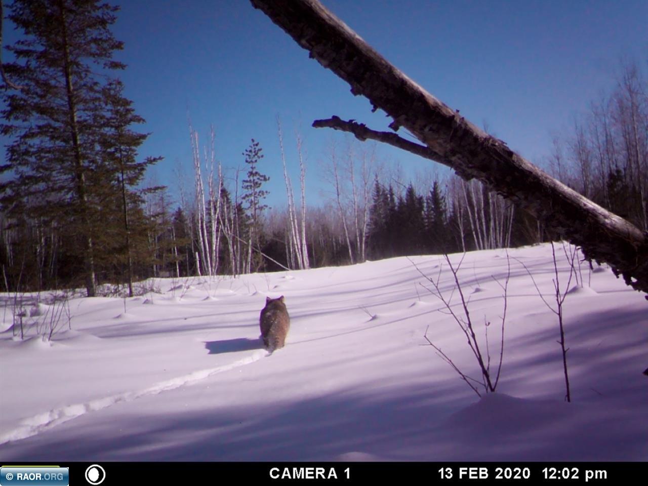 Tbd Mud Hole Road Side Lake, MN 55781 - Photo 14 of 24