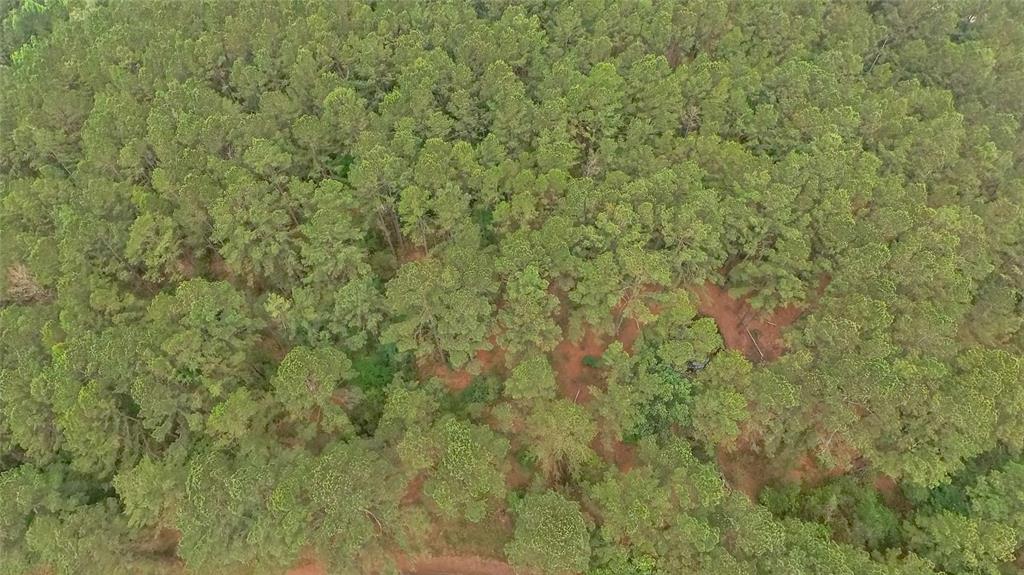273 F C R 273 Oakwood, TX 75855 - Photo 3 of 8 a view of a covered with large trees