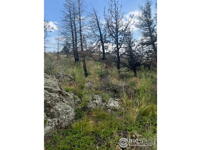 a picture of a tree in a lake