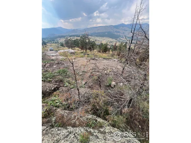 a view of a painting of a tree